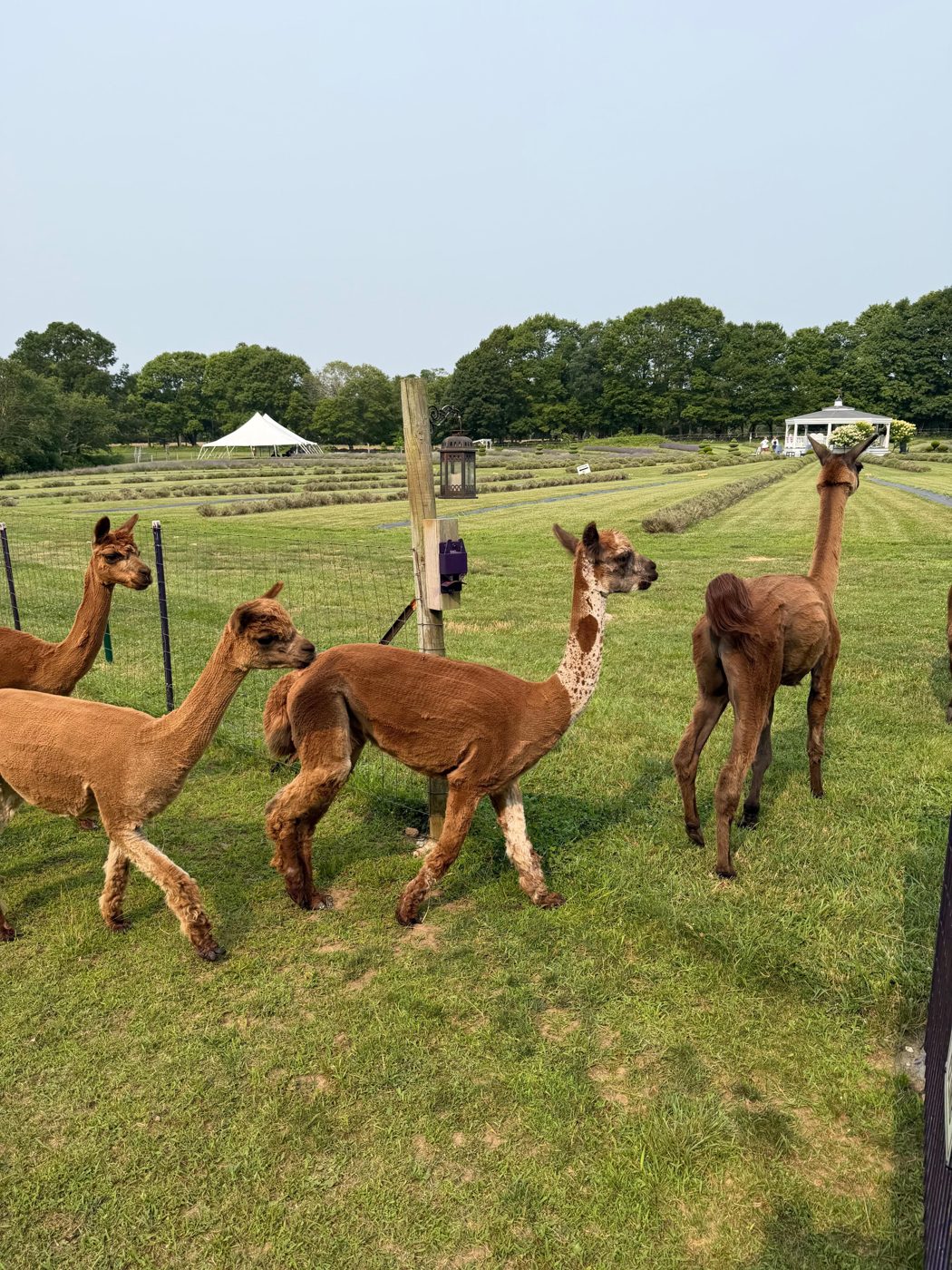 The farm's alpacas in their paddock, with the lavender field and gazebo behind them at Lavender Waves Farm