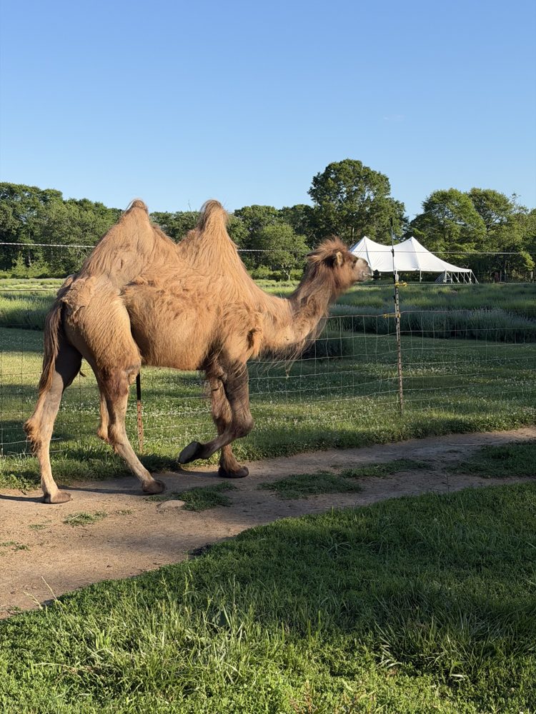 Humphrey, the farm's Bactrian camel, in the field at Lavender Waves Farm