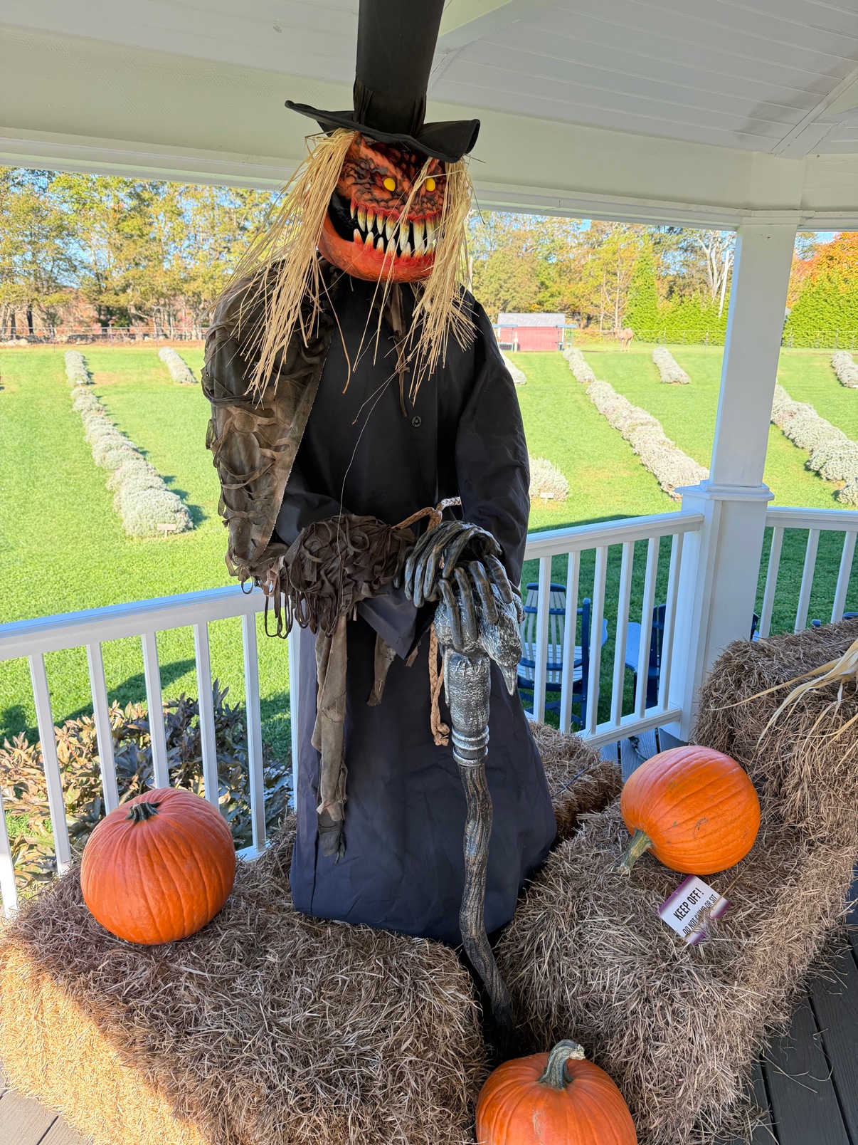 The pumpkin-headed scarecrow standing guard on the gazebo, lavender rows behind