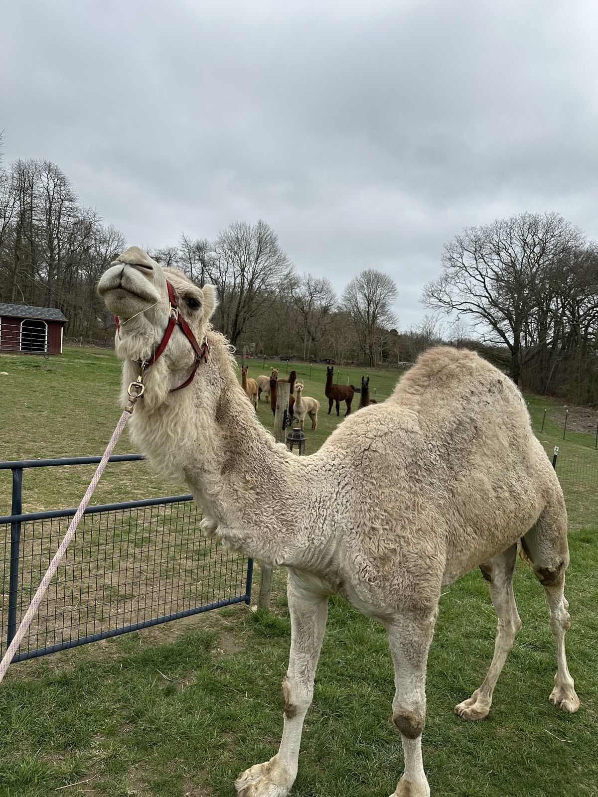 A dromedary camel on a lead at the farm