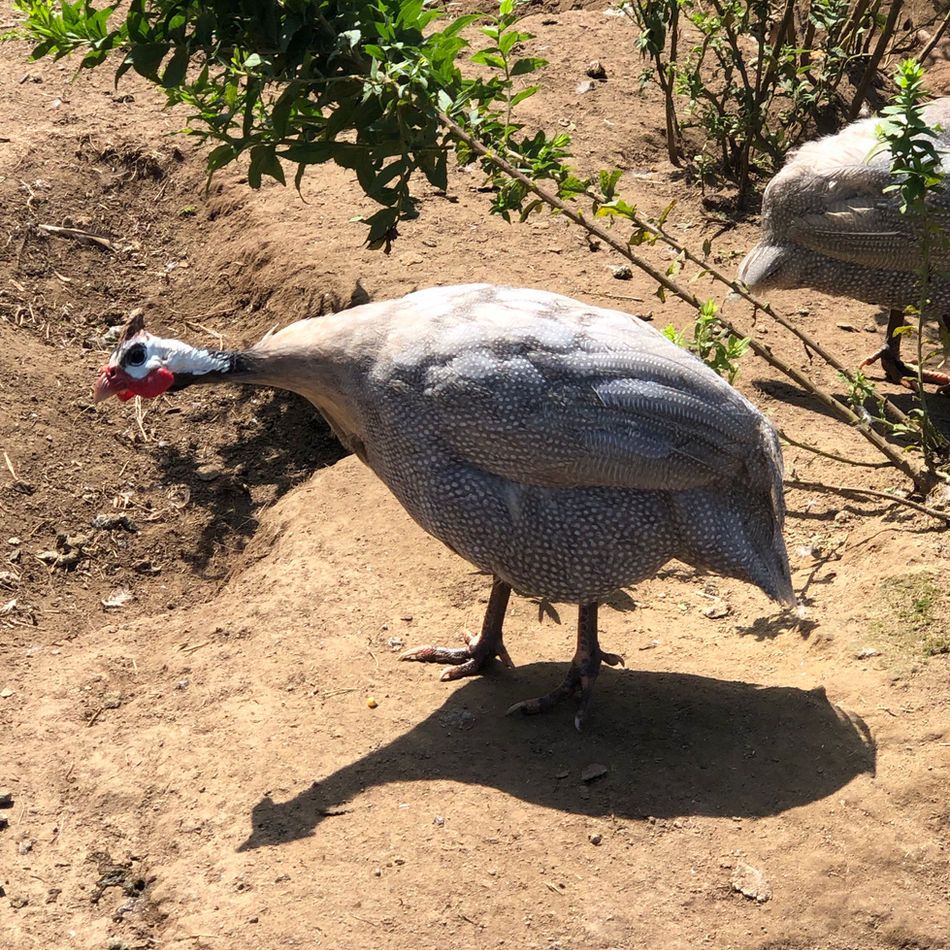 A guinea hen in the farmyard at Lavender Waves Farm
