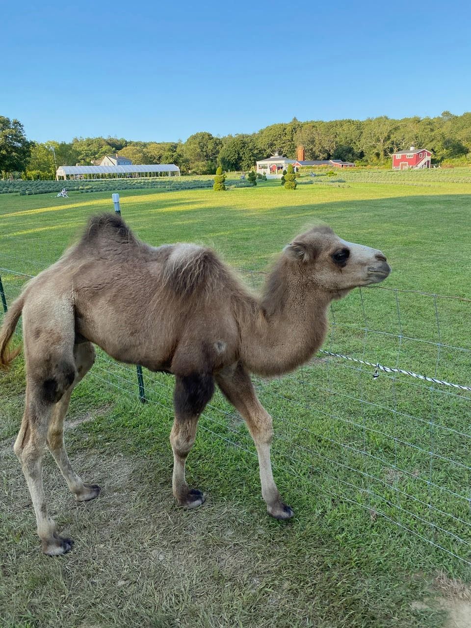 A young Bactrian camel in the field at Lavender Waves Farm