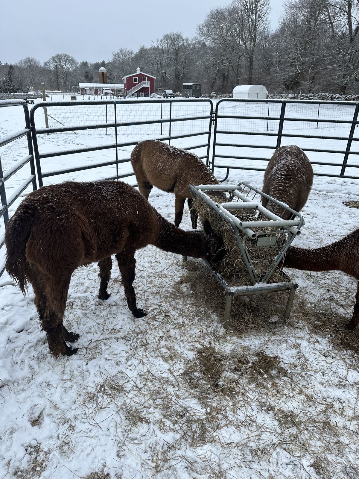 Alpacas and llamas at the hay feeder on a snowy day