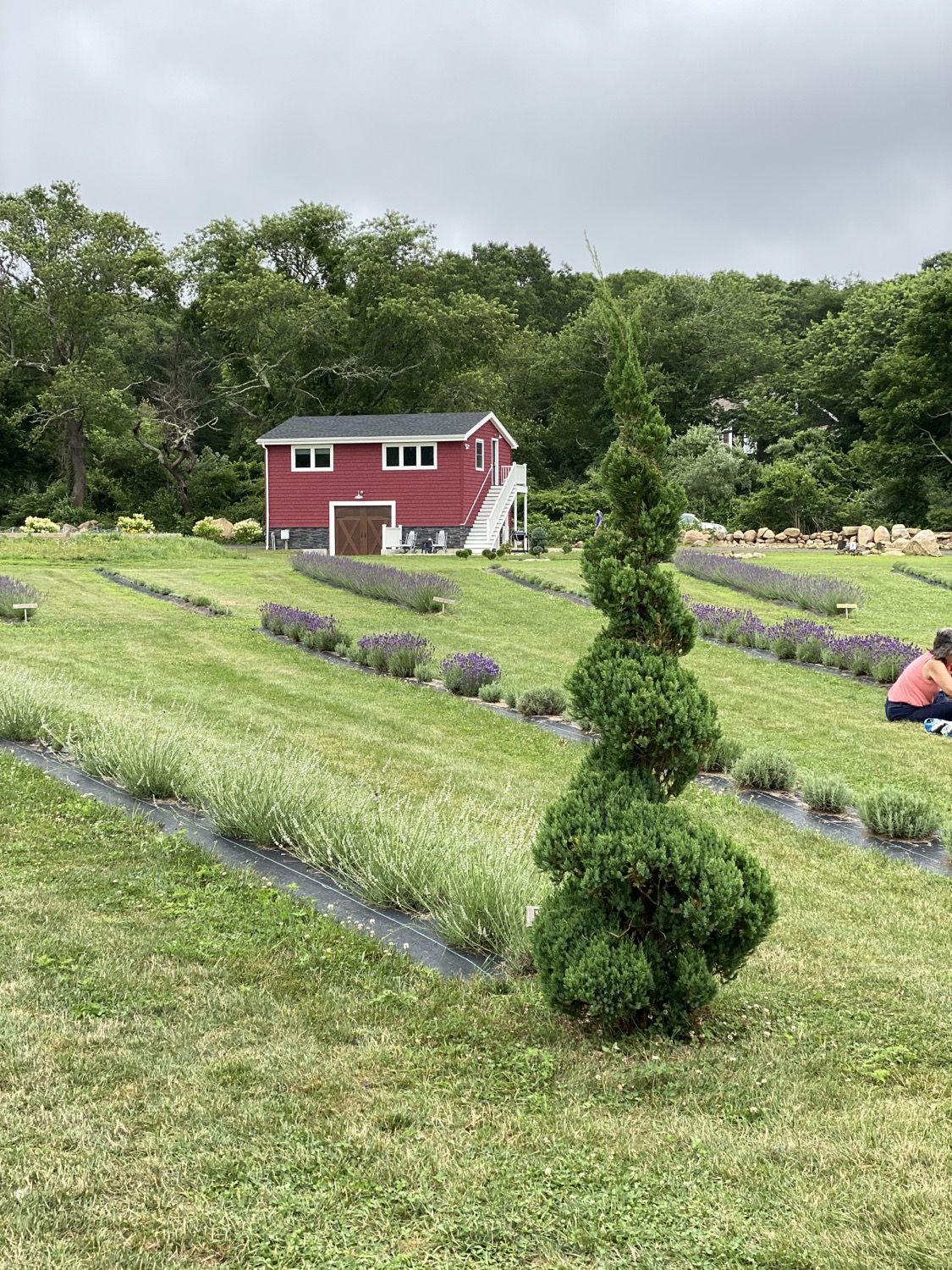 The red barn above the lavender rows at Lavender Waves Farm