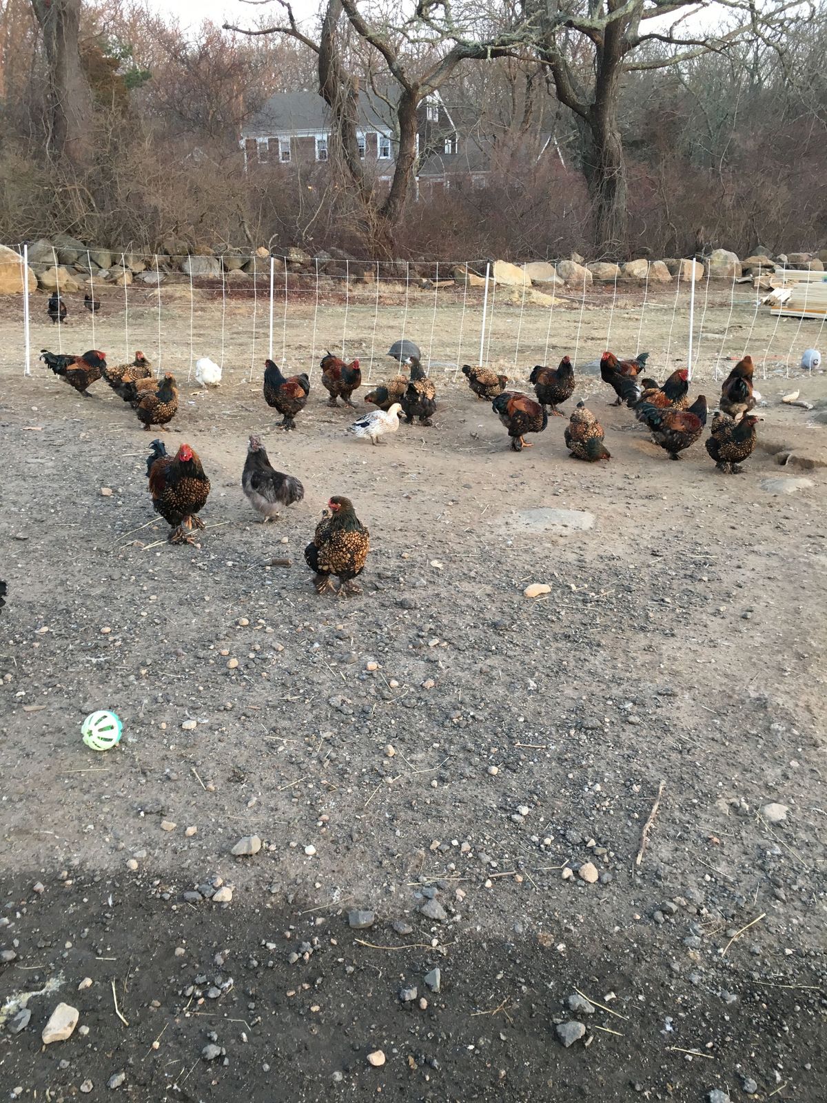 The farm's flock of chickens in their run