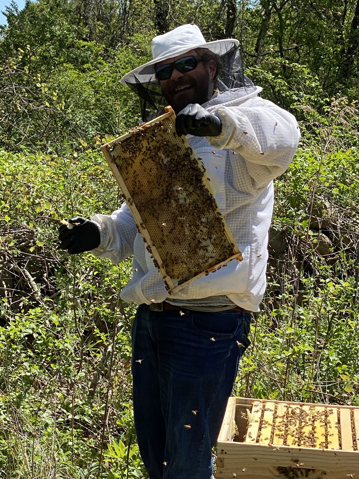 Our beekeeper checking a frame from the farm hives