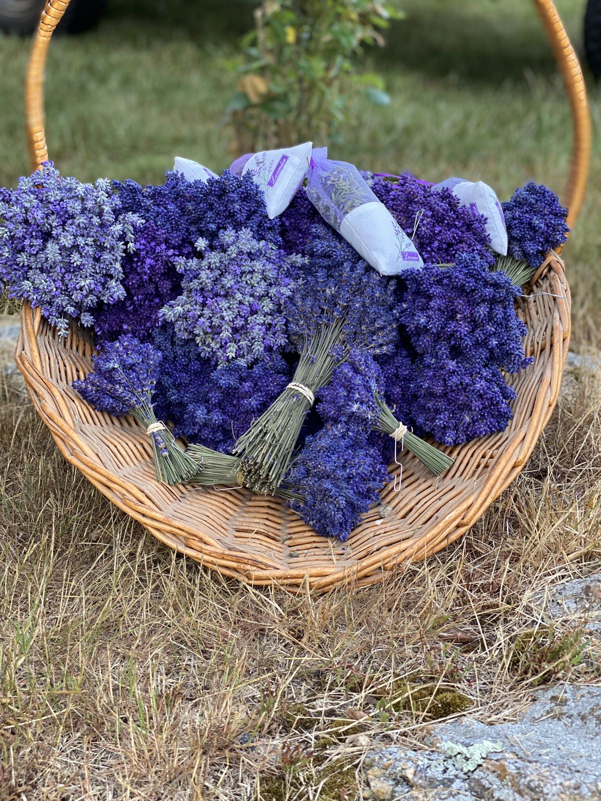 A heart-shaped basket of farm lavender bundles