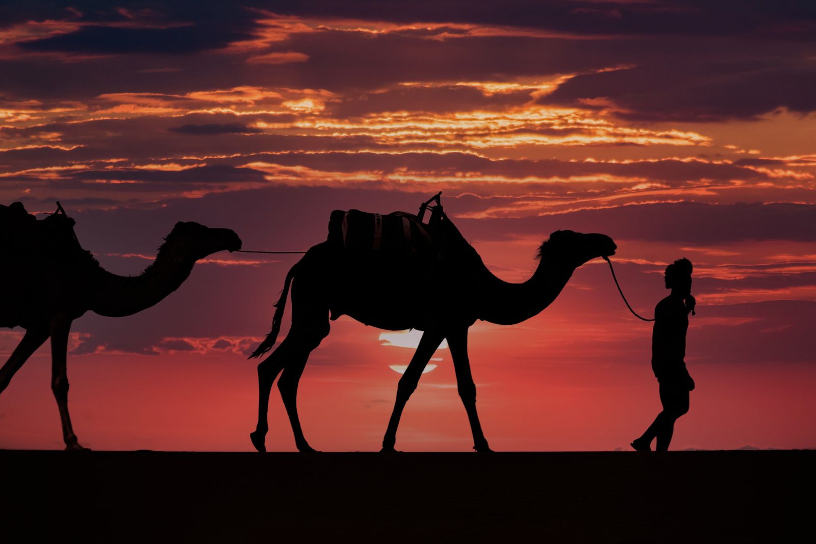 Camels silhouetted against a sunset sky
