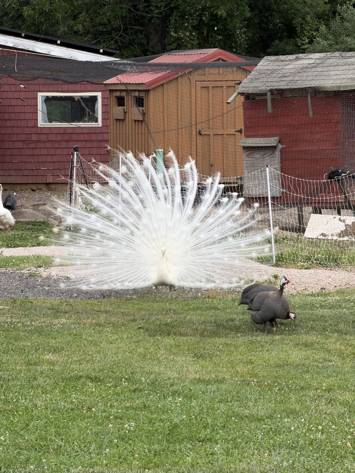 A white peacock displaying its feathers by the barn at Lavender Waves Farm