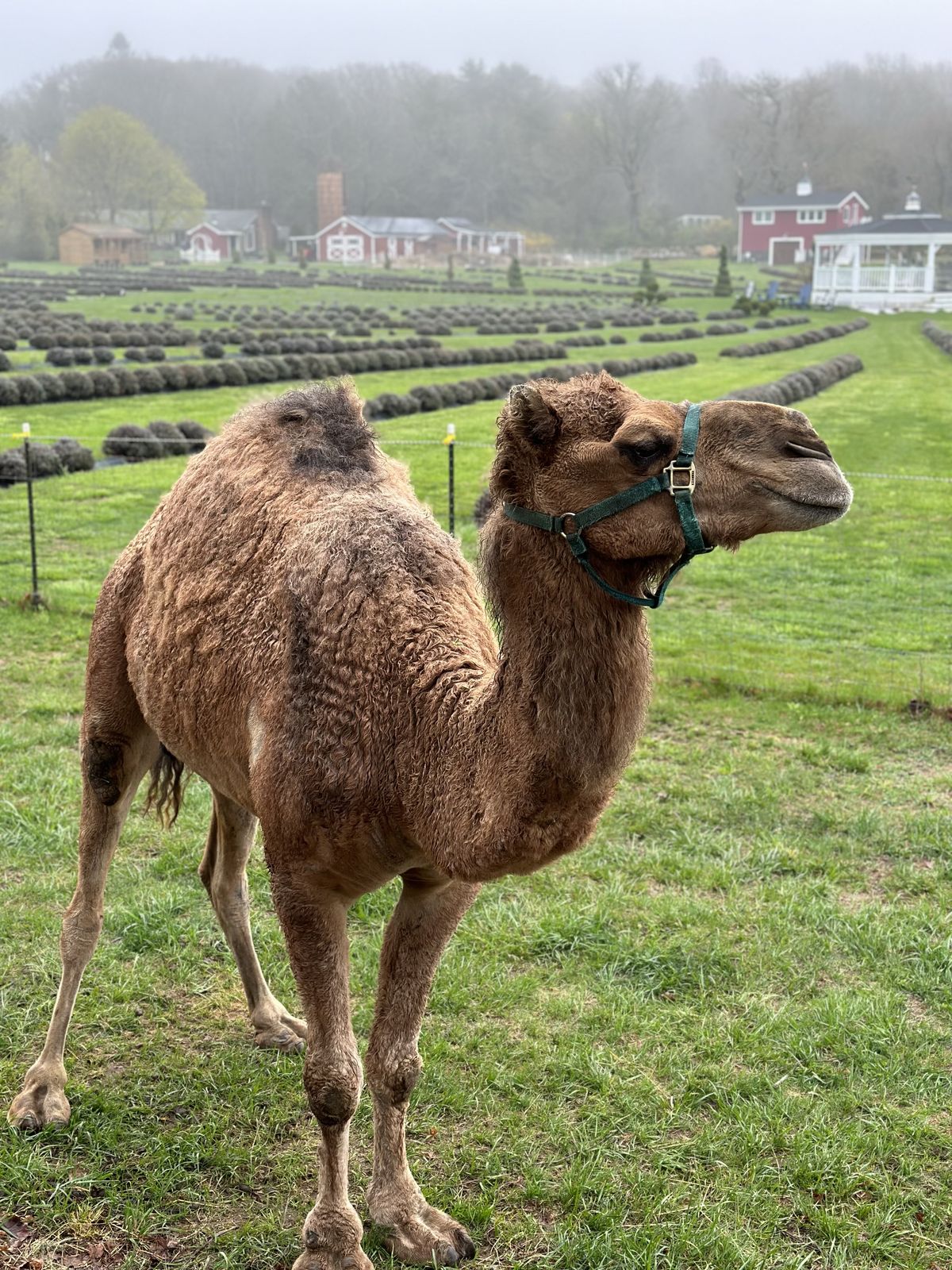 One of the farm's camels standing among the lavender rows