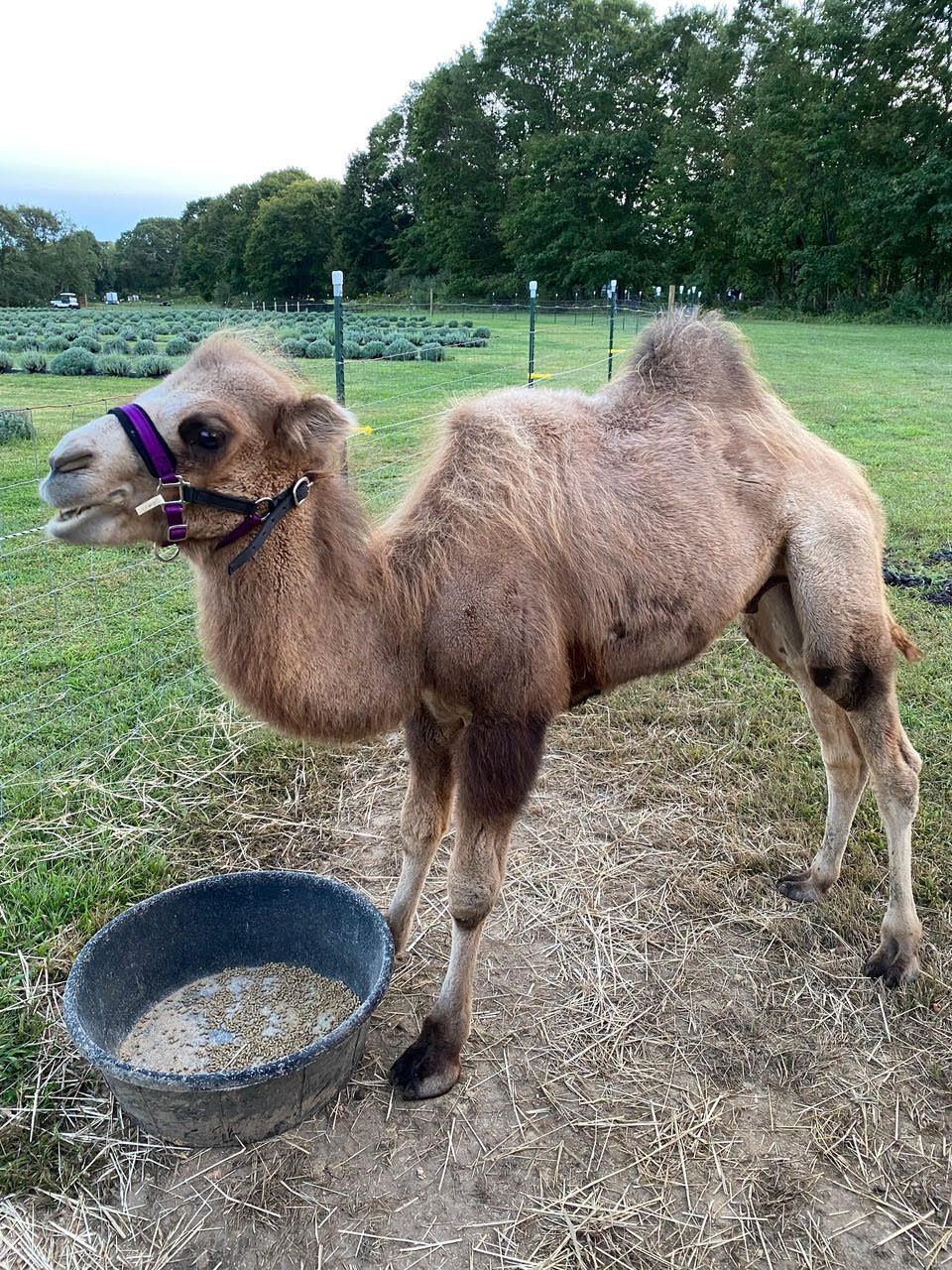 A young Bactrian camel at his feed tub