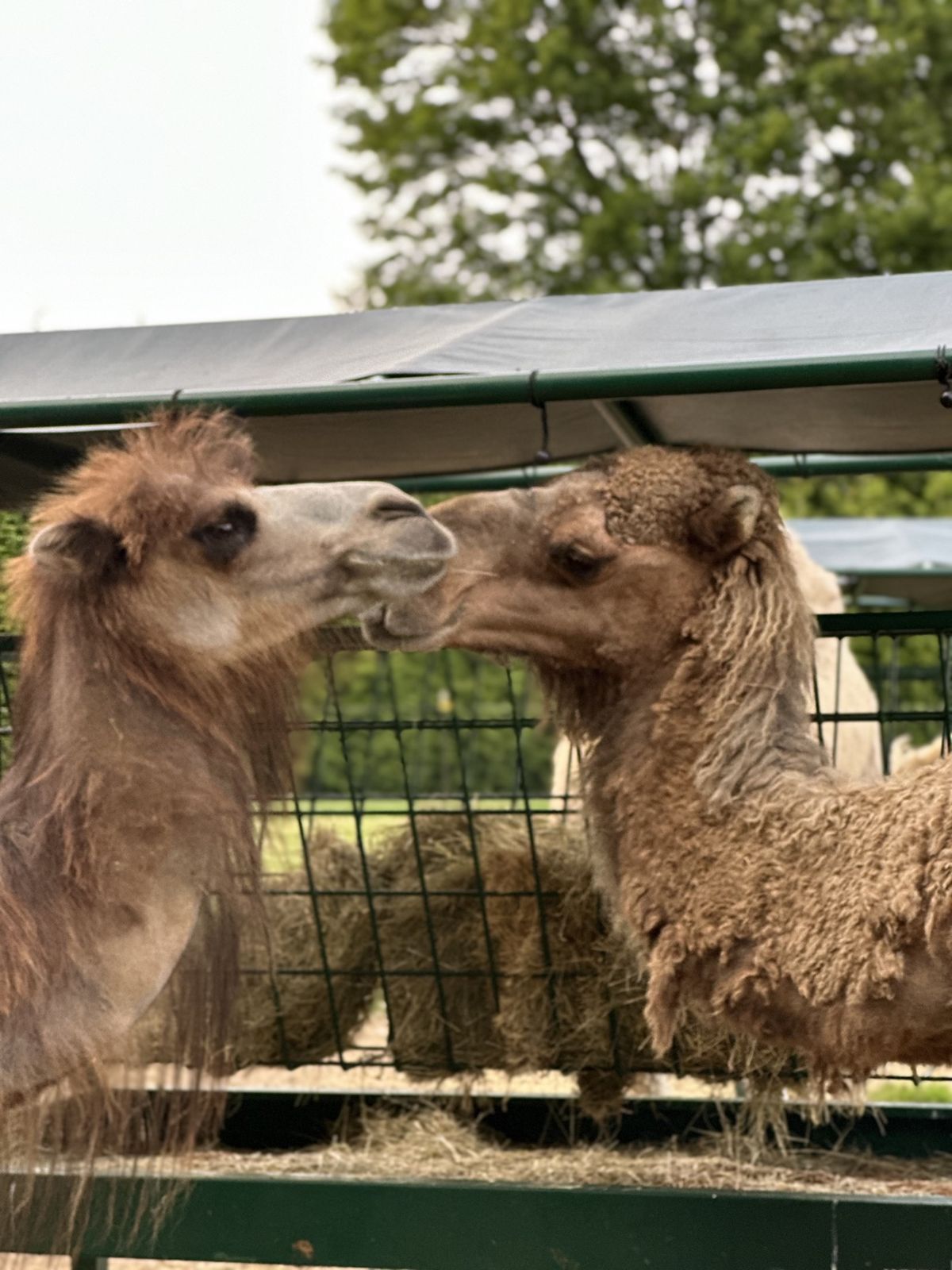 Two of the farm's camels touching noses at the fence at Lavender Waves Farm