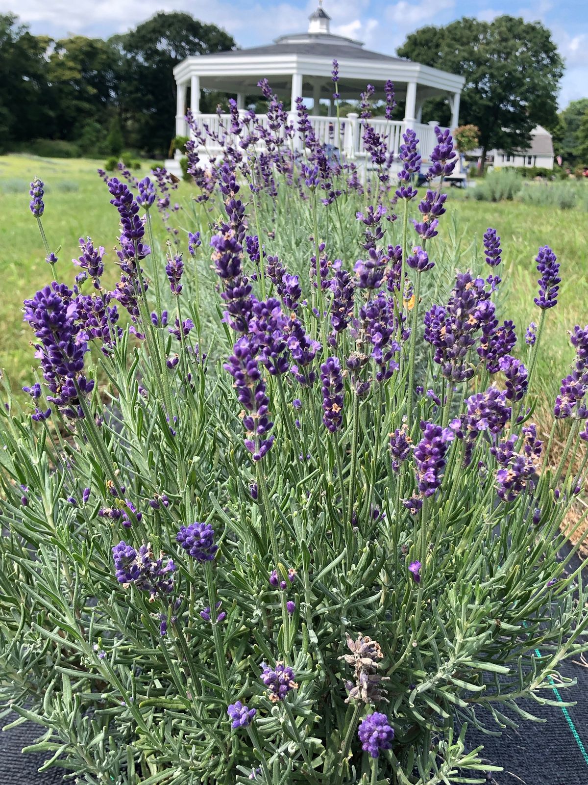 Lavender in full bloom in the field at Lavender Waves Farm