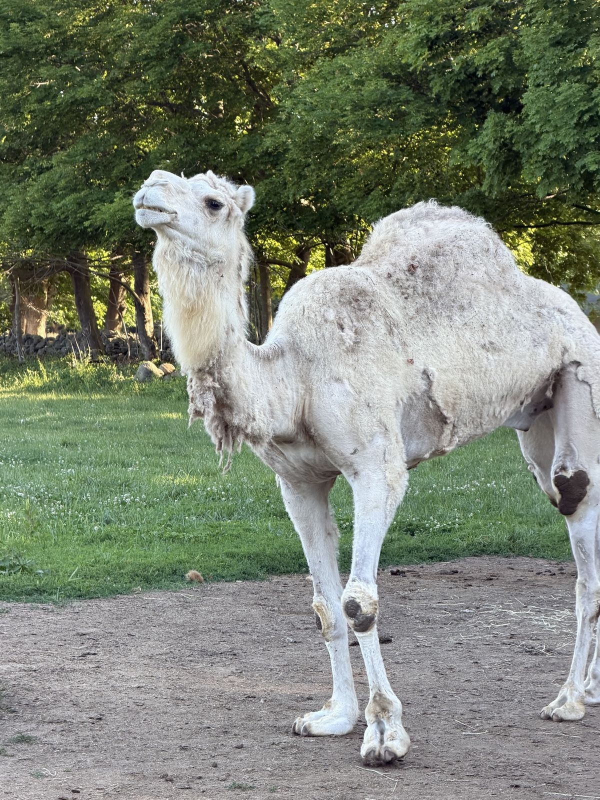 A white camel at Lavender Waves Farm