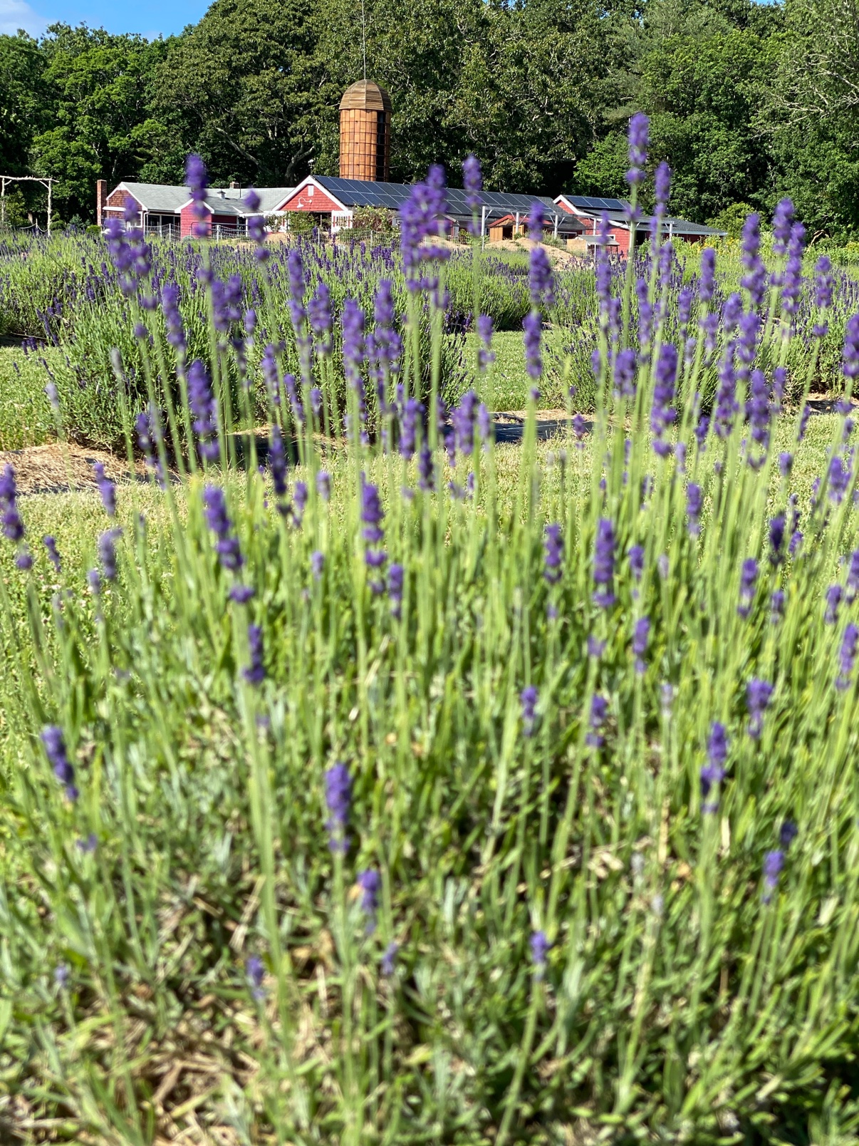 Lavender in bloom in the foreground with the farm's red barns and silo behind it at Lavender Waves Farm