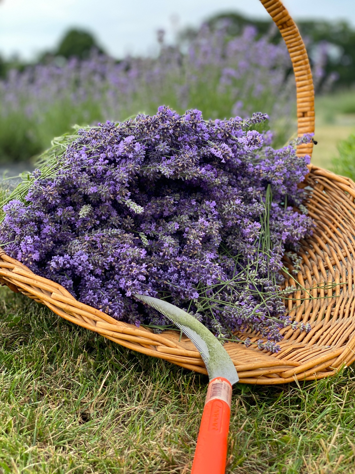 A wicker basket overflowing with freshly cut lavender, sickle resting in front, in the field at Lavender Waves Farm