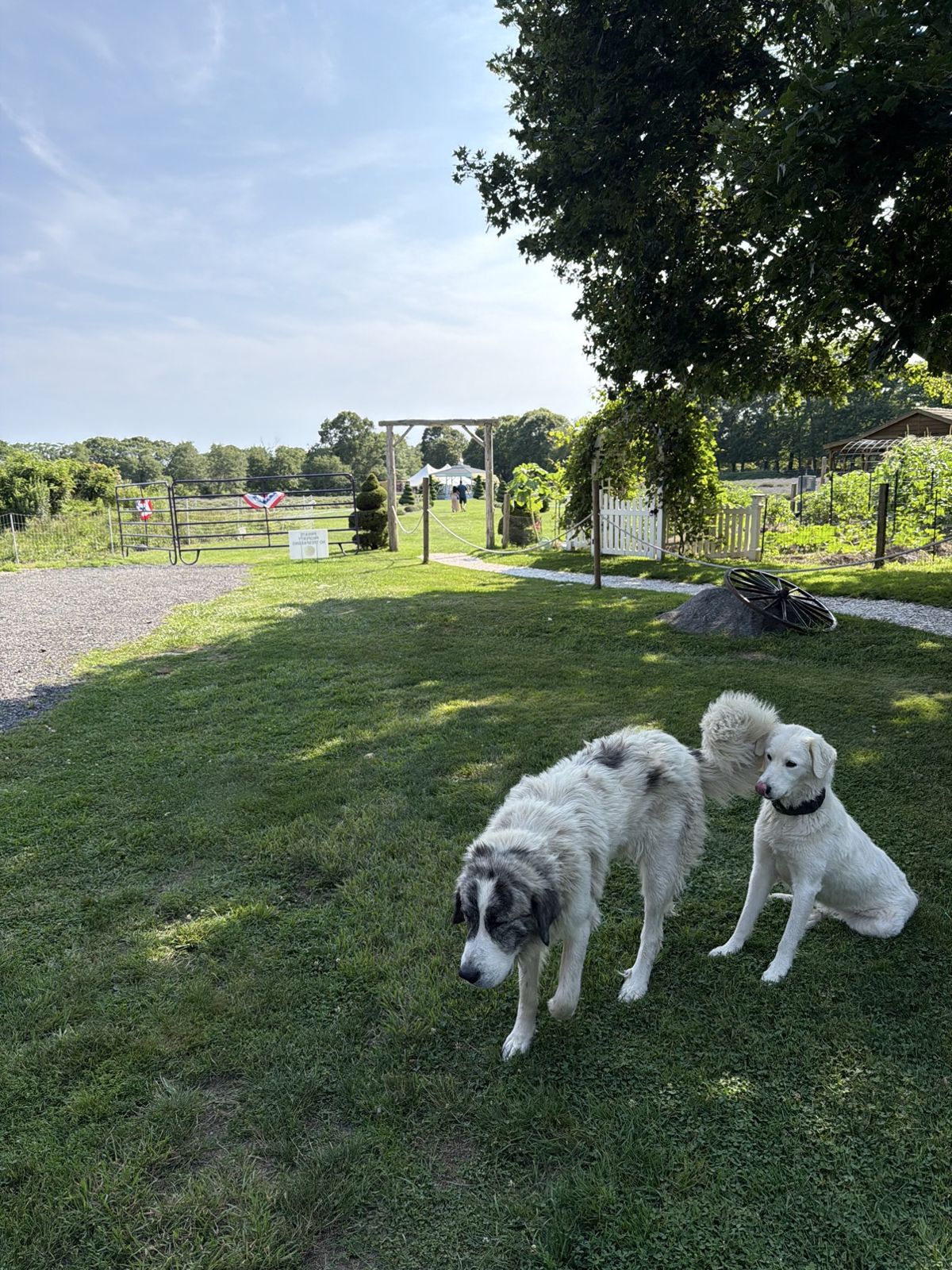 The farm's two livestock guardian dogs on the grass at Lavender Waves Farm